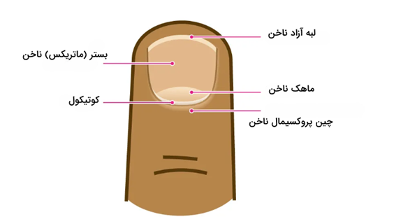 نمایش کیوتیکل ناخن بر روی عکس